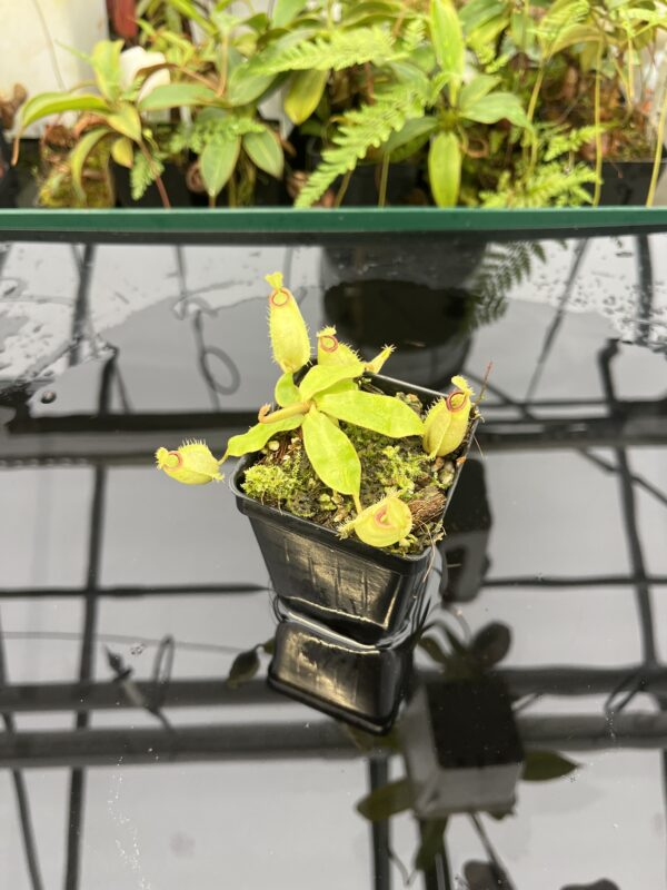 Wide Angle of Nepenthes rafflesiana x ampullaria {west of Jale, Johor, Malaysia} | Best Carnivorous Plants | BCP-234 | 20825