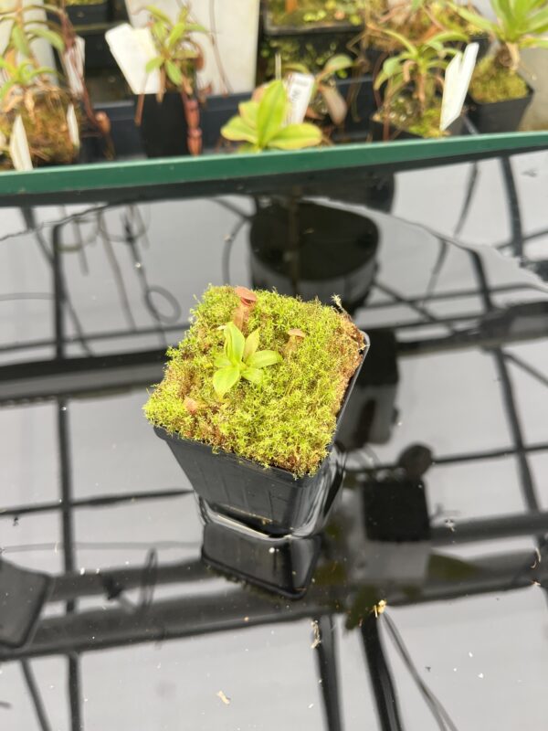 Wide Angle of Nepenthes rajah x edwardsiana | JH | Florae | Clone 2 | Florae Collaborative | FC-96.02 | 20949