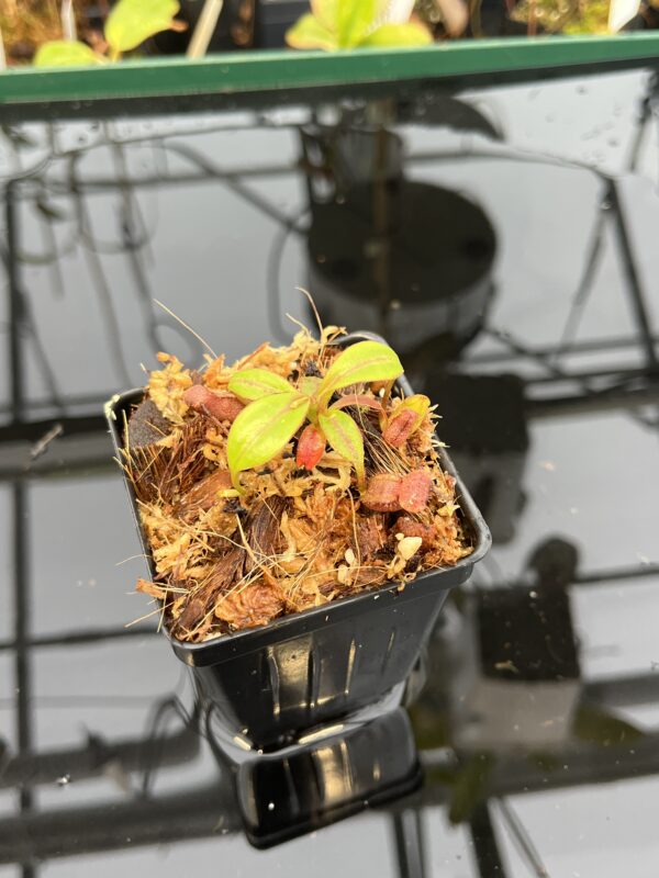 Wide Angle of Nepenthes rajah x edwardsiana | JH | Florae | Clone 2 | Florae Collaborative | FC-96.02 | 21041