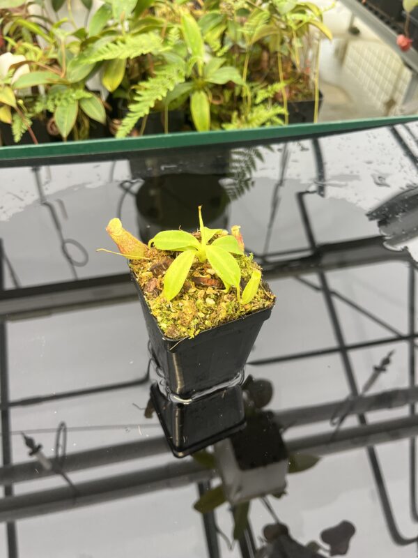 Wide Angle of Nepenthes rajah x eymae | Florae Collaborative | FC-074.IC | 20814
