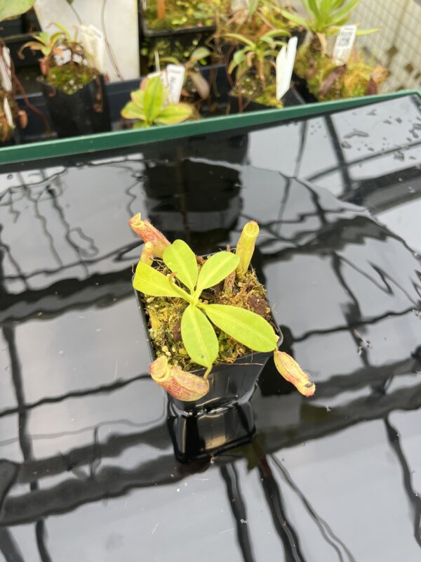 Wide Angle of Nepenthes rajah x eymae | Florae Collaborative | FC-074.IC | 21022