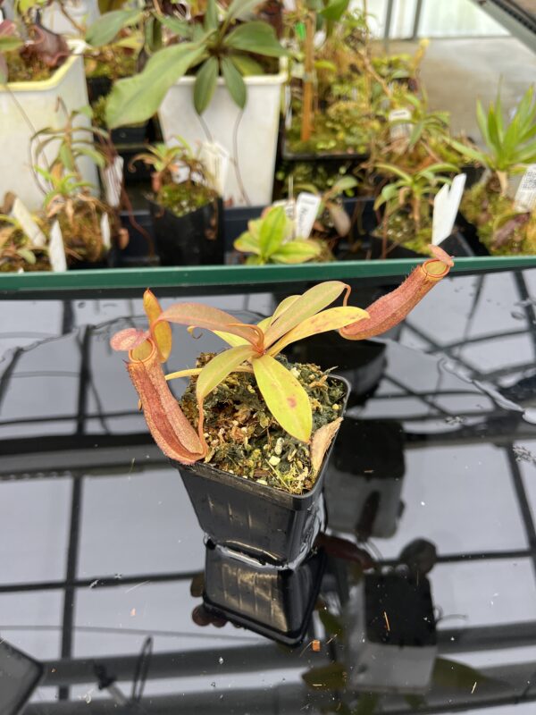 Wide Angle of Nepenthes ramispina x reinwardtiana | Borneo Exotics | BE-3711 | 21027