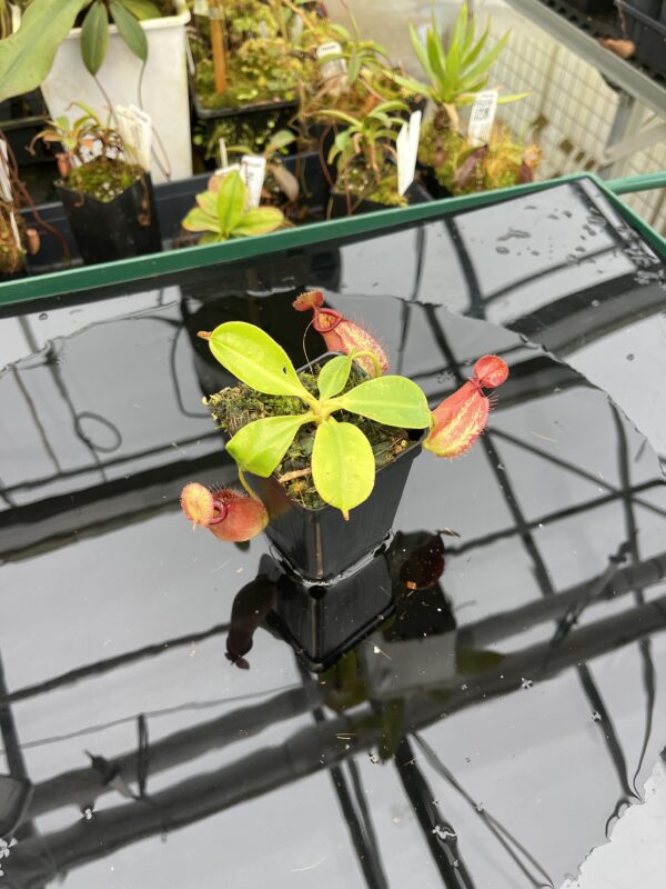 Wide Angle of Nepenthes robcantleyi x ampullaria | Borneo Exotics | BE-3767 | IN21028