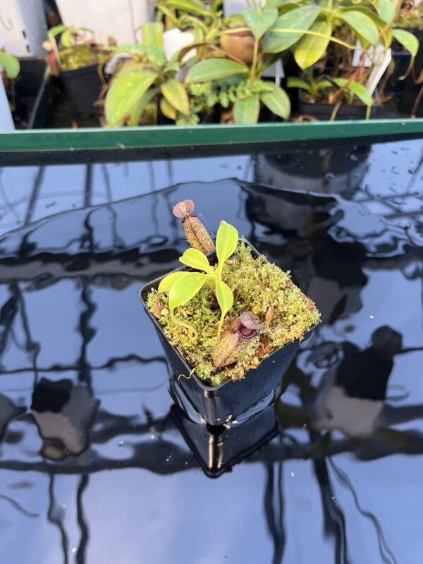Wide Angle of Nepenthes robcantleyi x aristolochioides | Borneo Exotics | BE-4036 | 20884