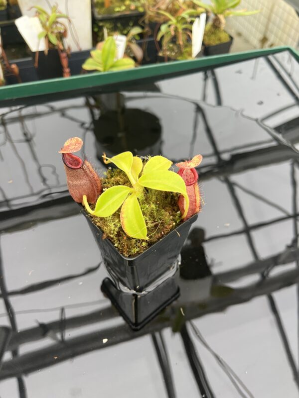 Wide Angle of Nepenthes robcantleyi x ovata | Borneo Exotics | BE-3996 | 20945
