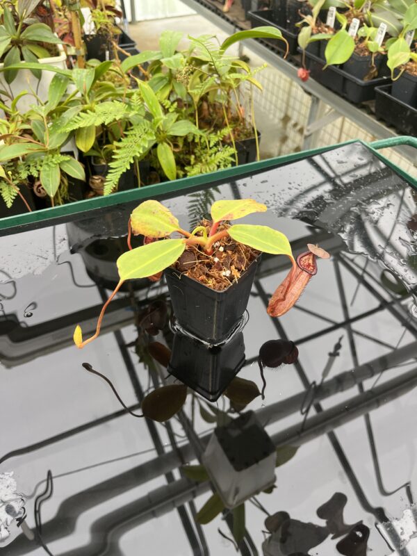 Wide Angle of Nepenthes robcantleyi x palawanensis | Borneo Exotics | BE-4591 | 20821
