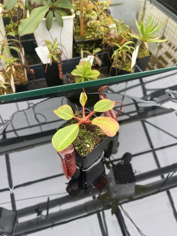 Wide Angle of Nepenthes robcantleyi x palawanensis | Borneo Exotics | BE-4591 | IN20922