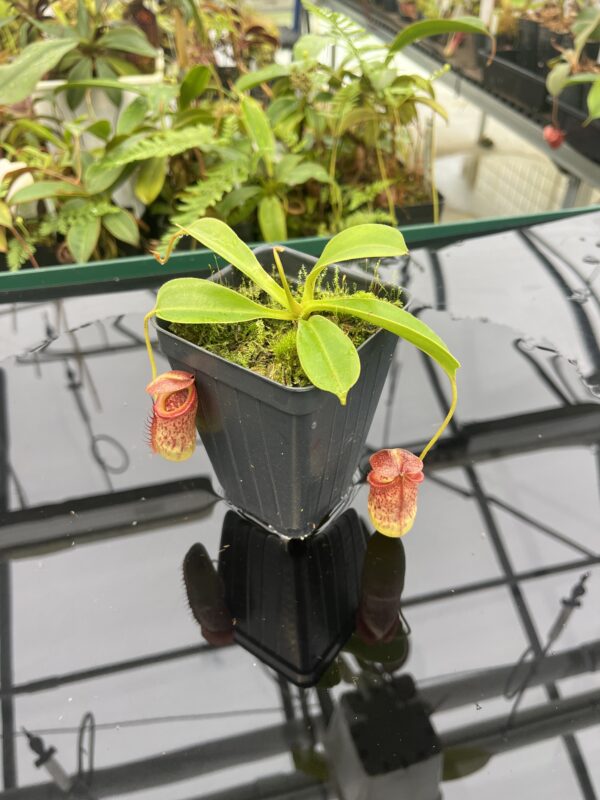 Wide Angle of Nepenthes robcantleyi x tenuis | Borneo Exotics | BE-3982 | 20806