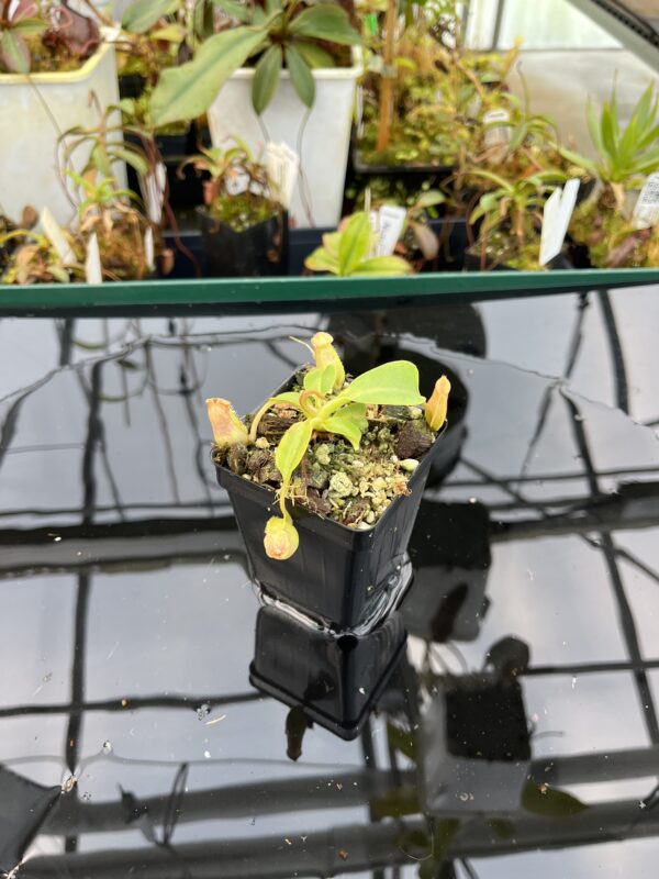 Wide Angle of Nepenthes robcantleyi x veitchii | Borneo Exotics | BE-3933 | 21011