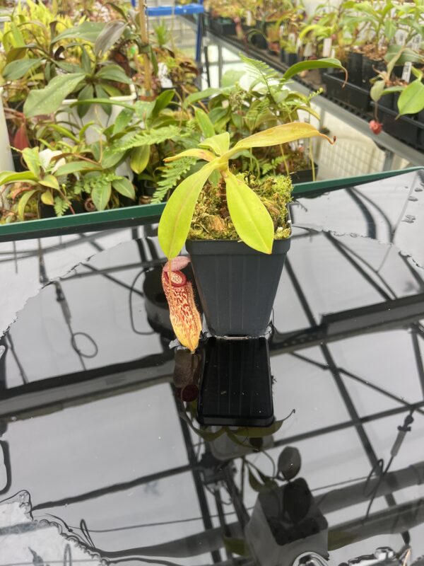 Wide Angle of Nepenthes sibuyanensis x klossii | Borneo Exotics | BE-4566 | 20805