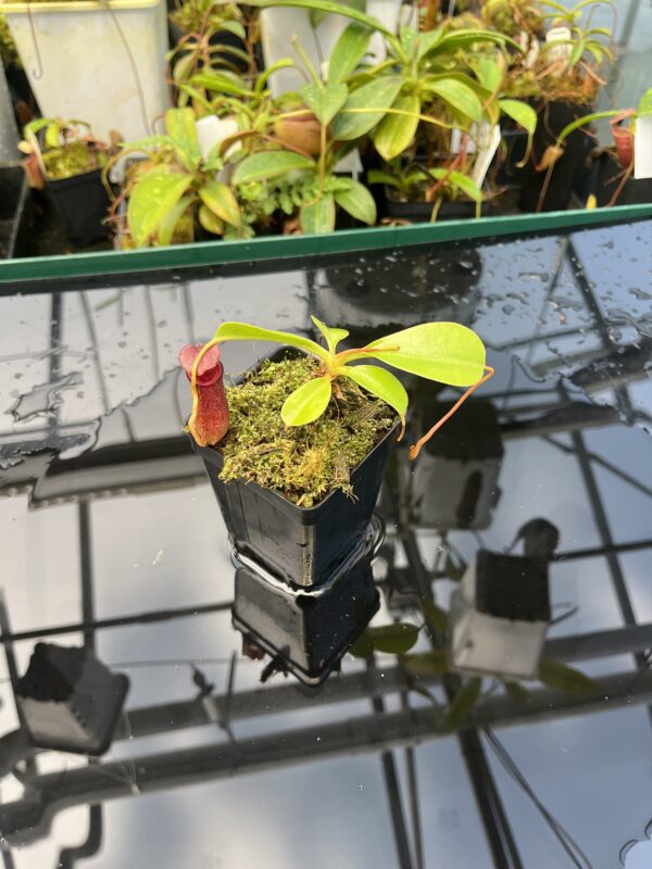 Wide Angle of Nepenthes sibuyanensis x lowii | Borneo Exotics | BE-4504 | 20859