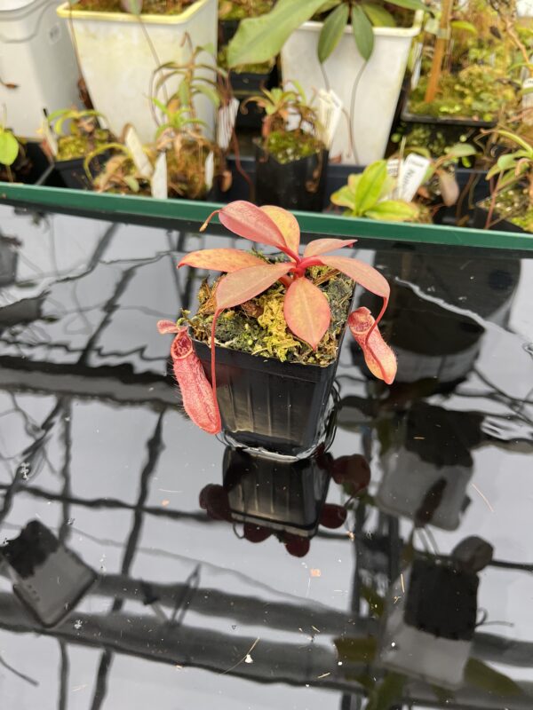 Wide Angle of Nepenthes sibuyanensis x peltata | Borneo Exotics | BE-4532 | 21026