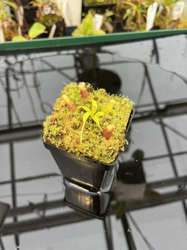 Wide Angle of Nepenthes singalana Belirang x villosa | JH | Clone 6 | Florae Collaborative | FC-353.06 | 21043