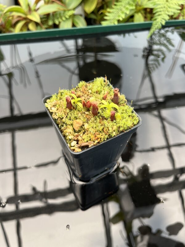 Wide Angle of Nepenthes singalana Belirang x villosa | JH | Florae Collaborative | FC-353.07 | 20748