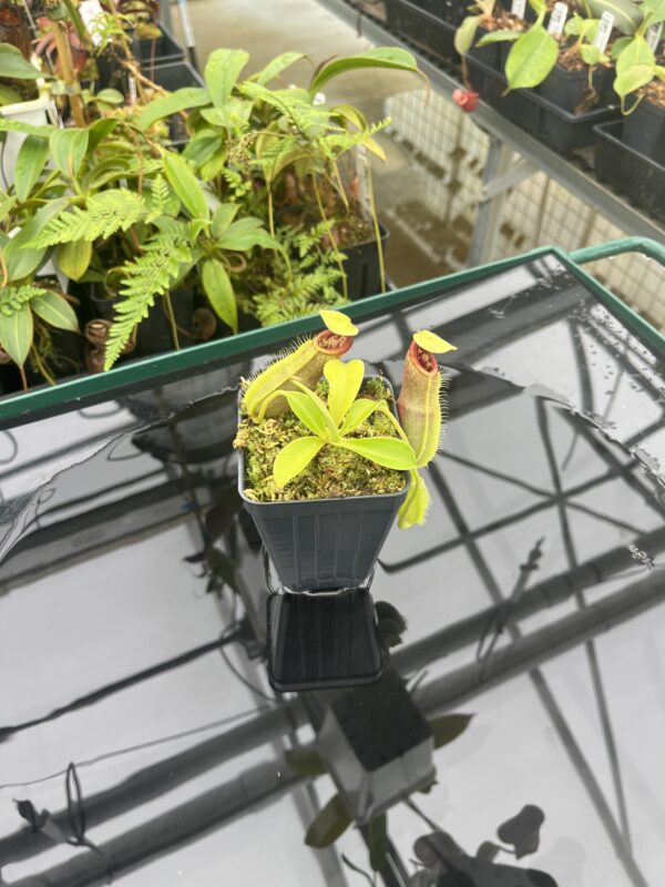 Wide Angle of Nepenthes spathulata | Borneo Exotics | BE-3175 | 20830