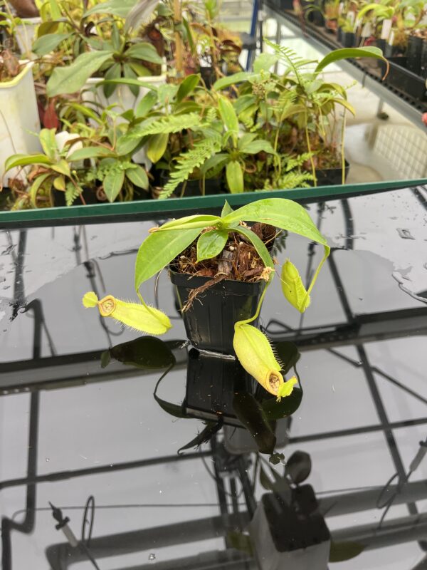 Wide Angle of Nepenthes spathulata x ampullaria | Borneo Exotics | BE-3881 | 20820