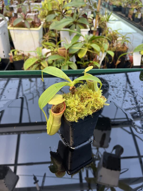 Wide Angle of Nepenthes spathulata x campanulata | Borneo Exotics | BE-3796 | 20868