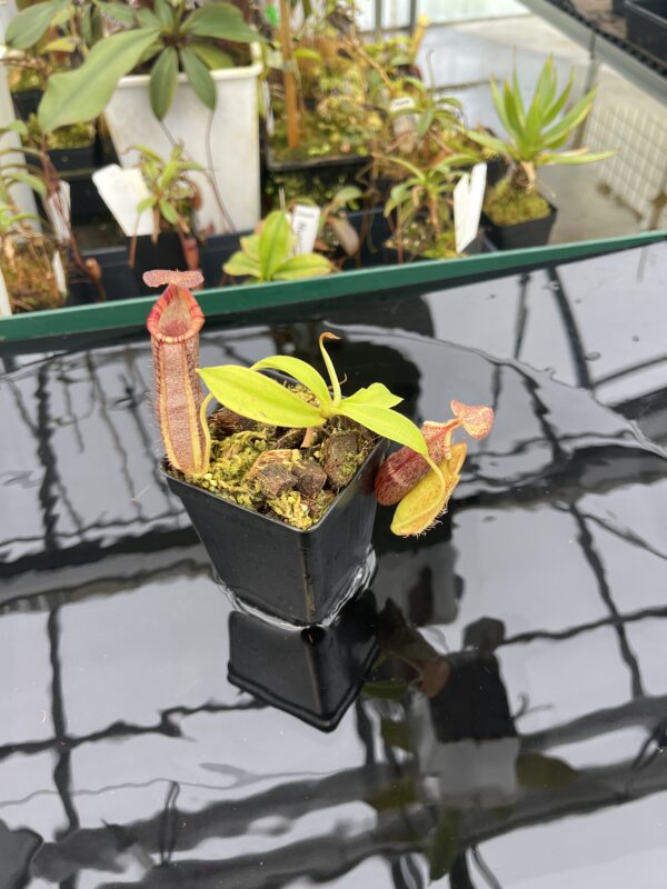 Wide Angle of Nepenthes spathulata x (densiflora x spectabilis) | Borneo Exotics | BE-4589 | 20942