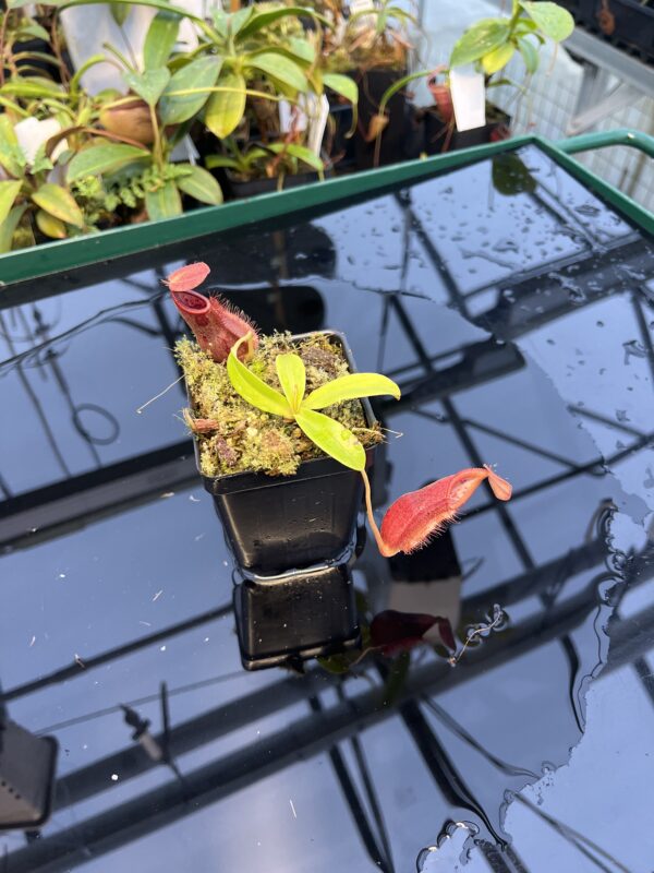 Wide Angle of Nepenthes spathulata x diabolica | Borneo Exotics | BE-3983 | 20887