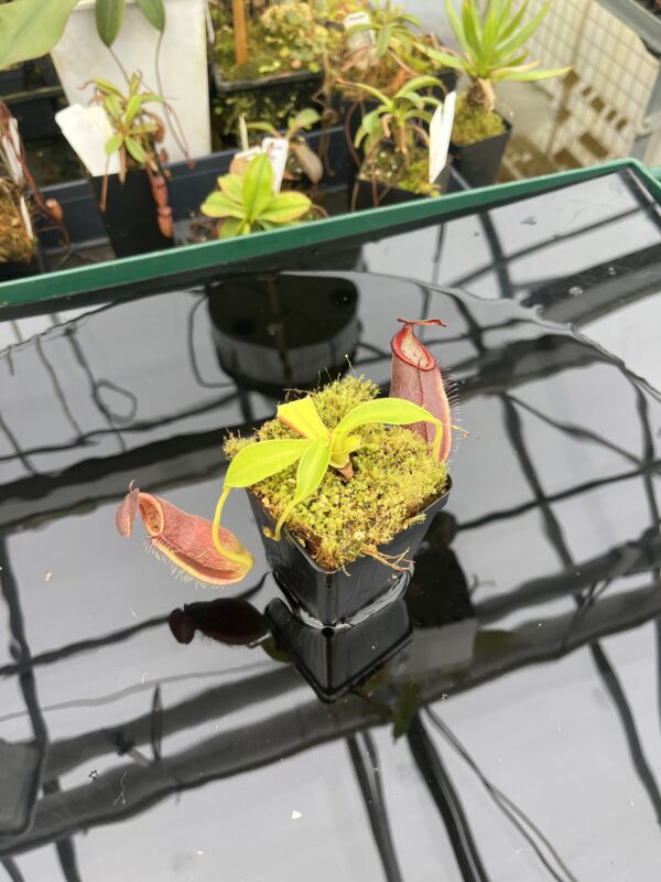 Wide Angle of Nepenthes spathulata x gymnamphora | Borneo Exotics | BE-3422 | 20944