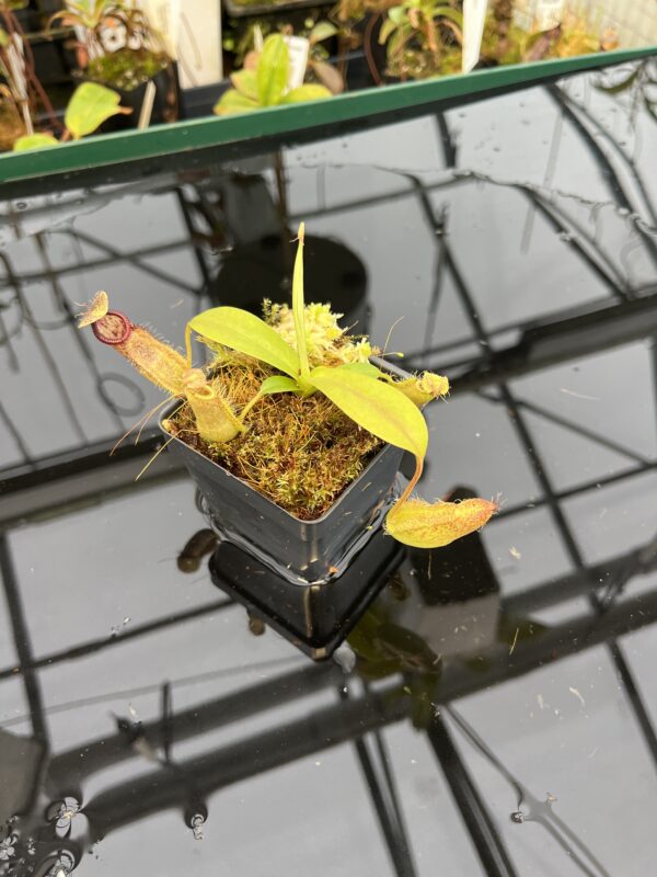 Wide Angle of Nepenthes spathulata x hamata | Borneo Exotics | BE-3843 | 21050