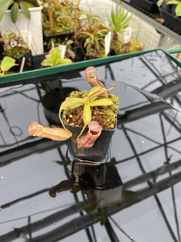 Wide Angle of Nepenthes spathulata x spectabilis | Borneo Exotics | BE-4528 | 21034