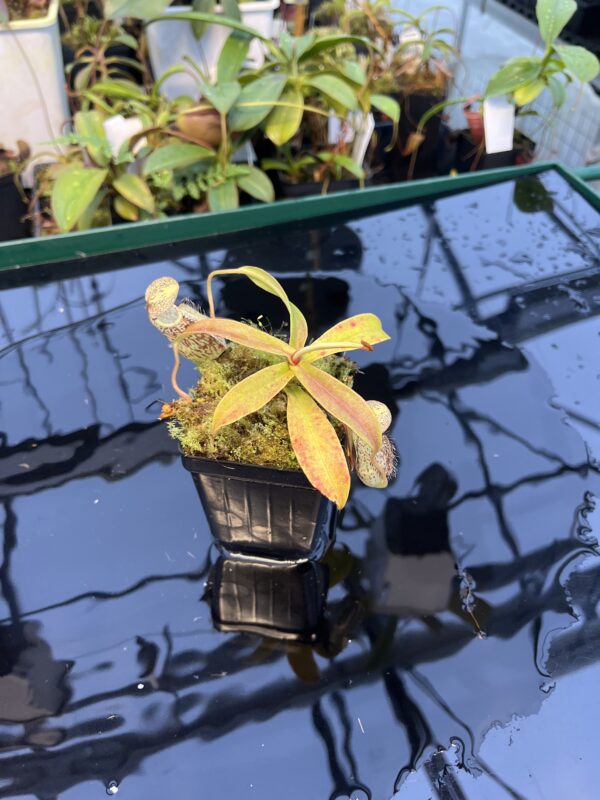 Wide Angle of Nepenthes spectabilis | Borneo Exotics | BE-3177 | 20889