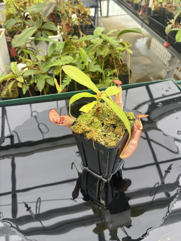 Wide Angle of Nepenthes spectabilis x mirabilis var. globosa | Borneo Exotics | BE-4523 | 20804