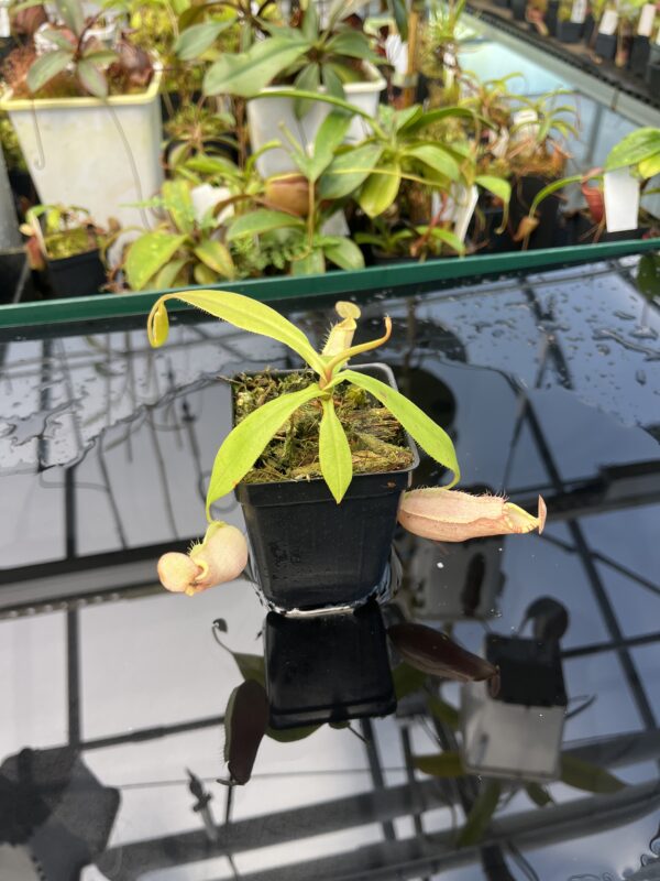 Wide Angle of Nepenthes spectabilis x mirabilis var. globosa | Borneo Exotics | BE-4523 | 20857