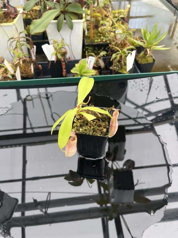 Wide Angle of Nepenthes spectabilis x mirabilis var. globosa | Borneo Exotics | BE-4523 | 20931