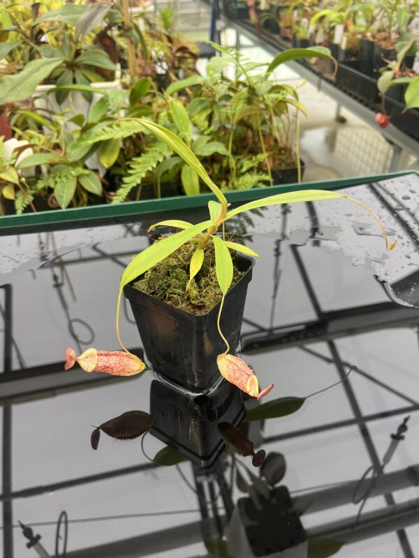 Wide Angle of Nepenthes spectabilis x tenuis | Borneo Exotics | BE-3884 | 20811
