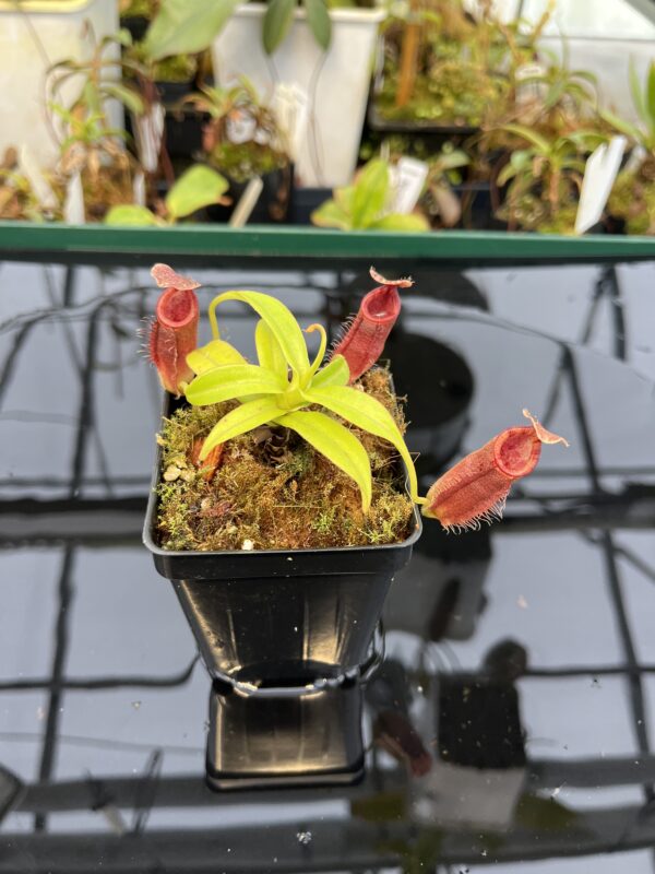 Wide Angle of Nepenthes talangensis x (lowii x tentaculata) | Borneo Exotics | BE-4573 | 21036