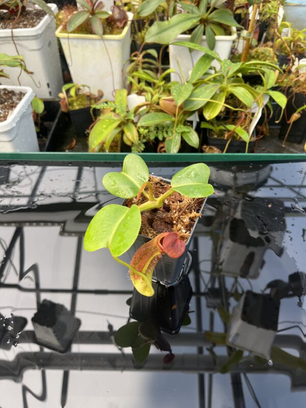 Wide Angle of Nepenthes truncata | Borneo Exotics | BE-3203 | 20853
