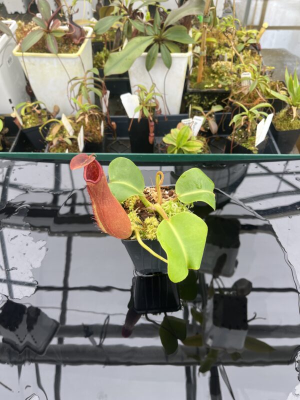 Wide Angle of Nepenthes truncata | Borneo Exotics | BE-3203 | 20901