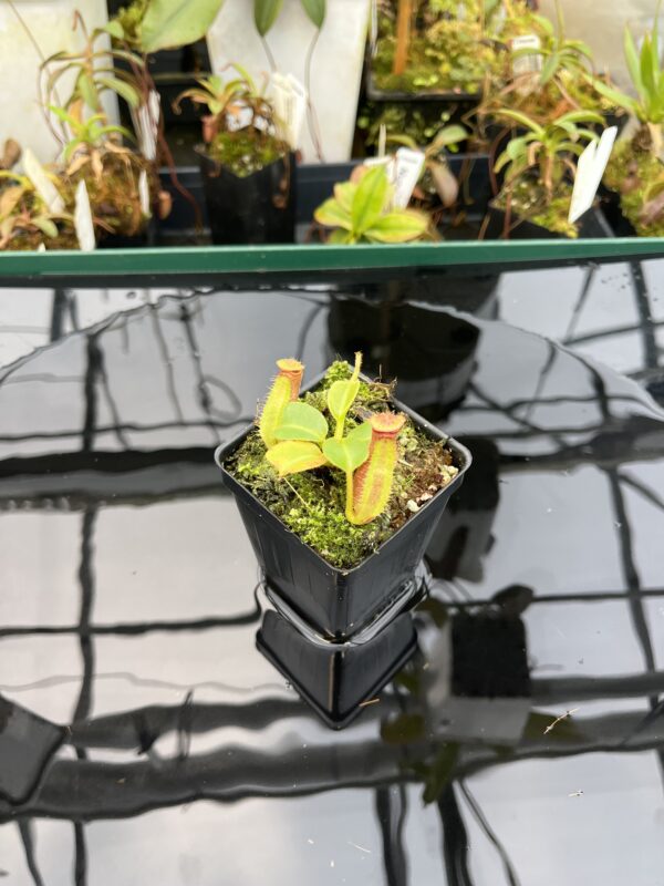 Wide Angle of Nepenthes truncata | Borneo Exotics | BE-3203 | L21020