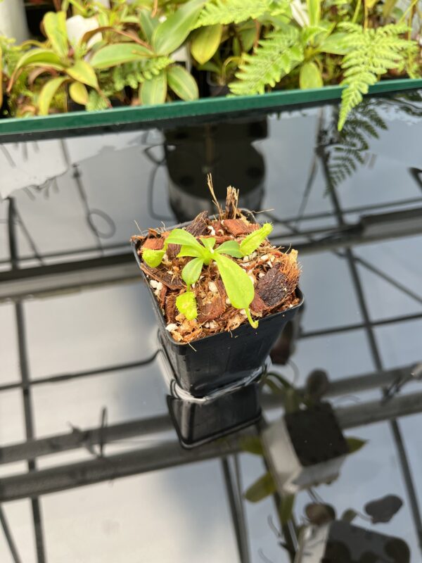Wide Angle of Nepenthes (truncata x ephippiata) x macrophylla | Jeremiah Harris | Clone 8 | Florae Collaborative | FC-354.08 | 20731