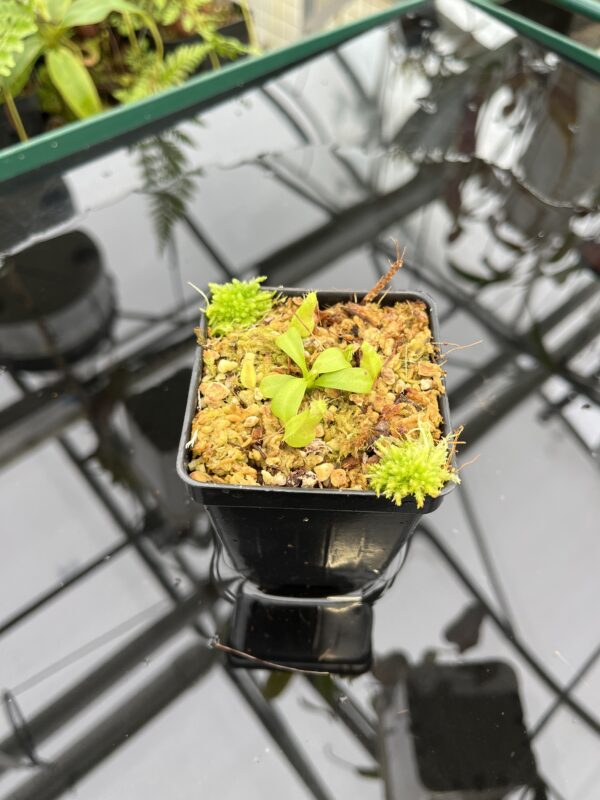 Wide Angle of Nepenthes truncata x macrophylla | JH | Florae Collaborative | FC-356.15 | 20787