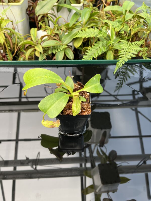 Wide Angle of Nepenthes truncata x villosa | JH | Clone 6 | Florae Collaborative | FC-355.06 | 20733