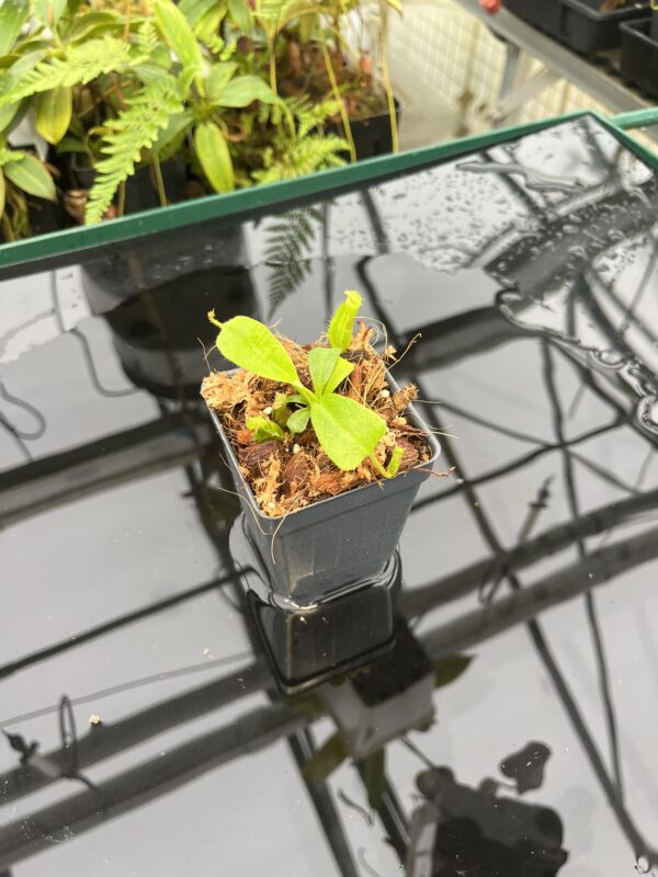 Wide Angle of Nepenthes truncata x villosa | JH | Clone 6 | Florae Collaborative | FC-355.06 | 20828