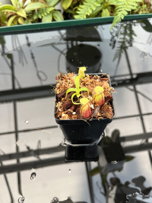 Wide Angle of Nepenthes undulatifolia | Florae Collaborative | FC-203.IC | 20749