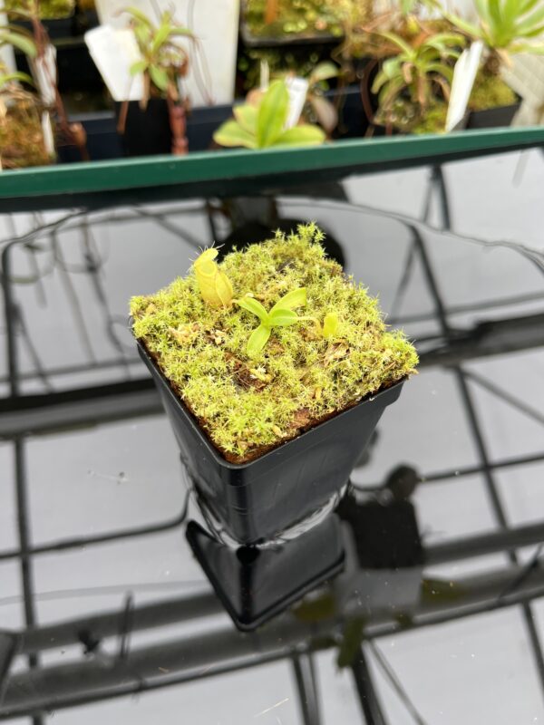 Wide Angle of Nepenthes undulatifolia | Florae Collaborative | FC-203.IC | 20913