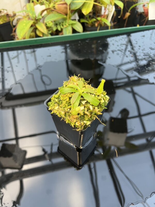 Wide Angle of Nepenthes veitchii Murud, Striped x 'Candy' | Florae | Florae Collaborative | FC-23.03 | 20870