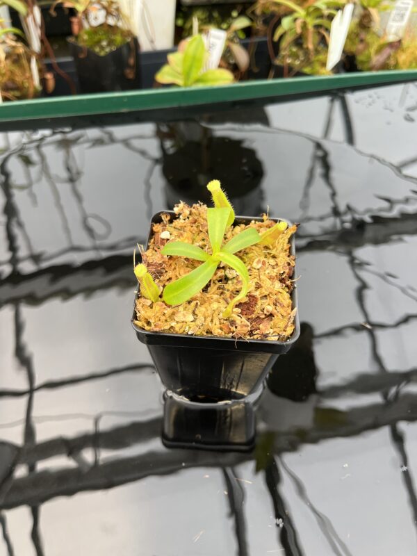Wide Angle of Nepenthes veitchii Pa'umor x edwardsiana | Florae Collaborative | FC-182.09 | 21019