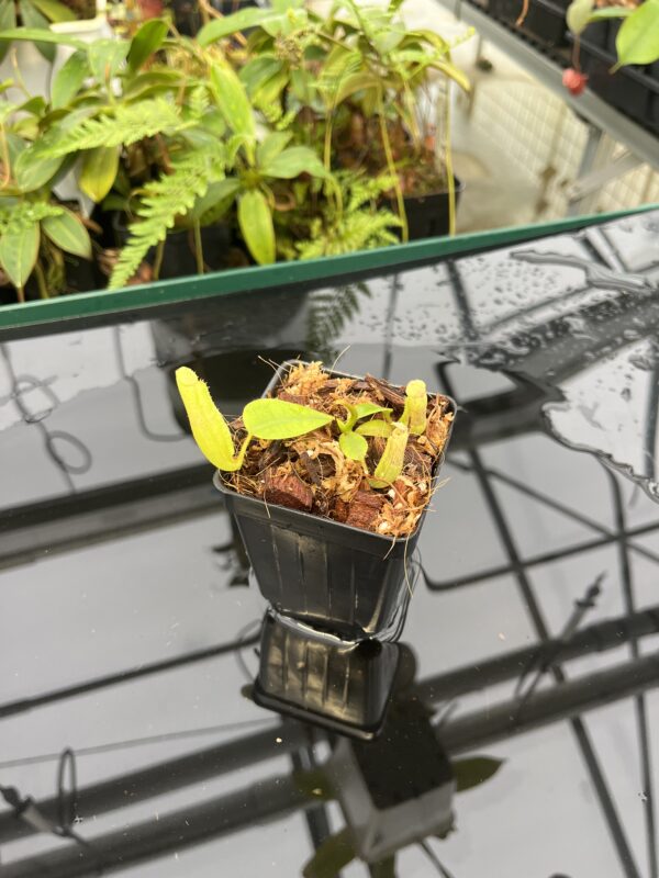 Wide Angle of Nepenthes veitchii {horticultural cross: yellow x striped peristome} | Best Carnivorous Plants | BCP-340 | 20829