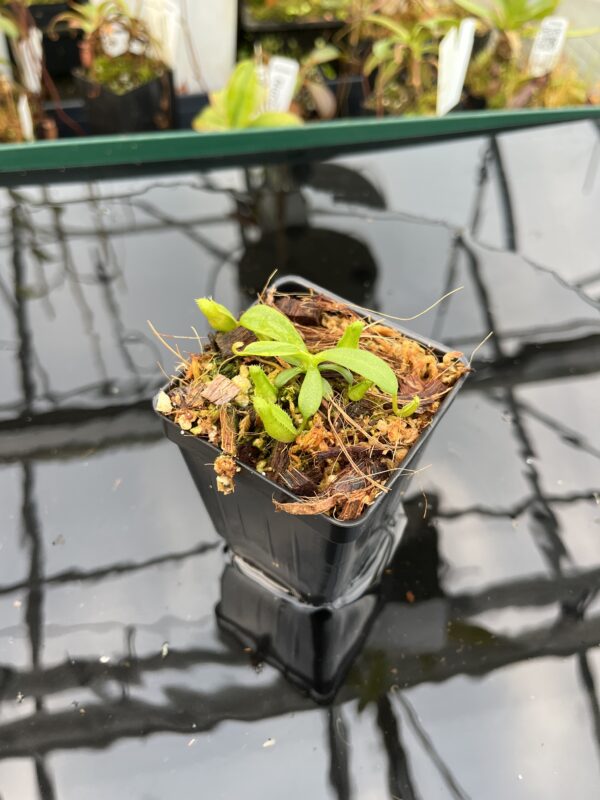 Wide Angle of Nepenthes (veitchii x lowii ) #14 BE x edwardsiana | JH | Florae | Seed Grown | Florae Collaborative | FC-492 | IN21010