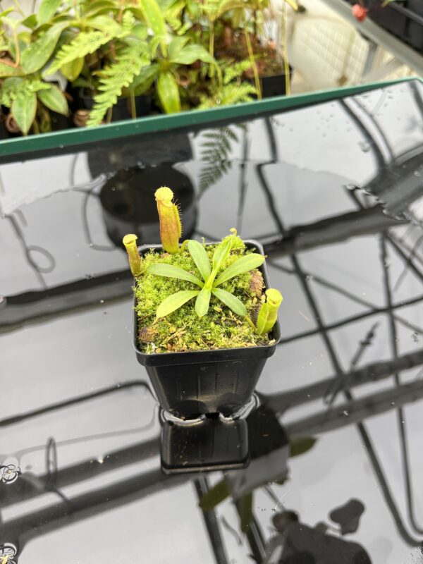 Wide Angle of Nepenthes (veitchii x lowii) x edwardsiana | Florae | Florae Collaborative | FC-122.13 | 20790