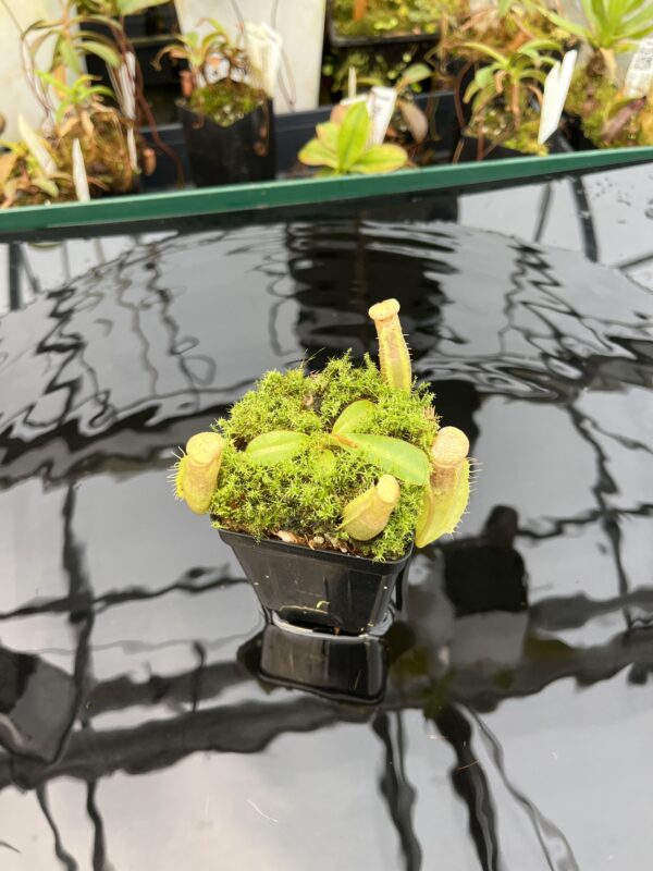 Wide Angle of Nepenthes (veitchii x lowii) x (spathulata x campanulata) | Florae | Clone 3 | Florae Collaborative | FC-208.03 | IN21015