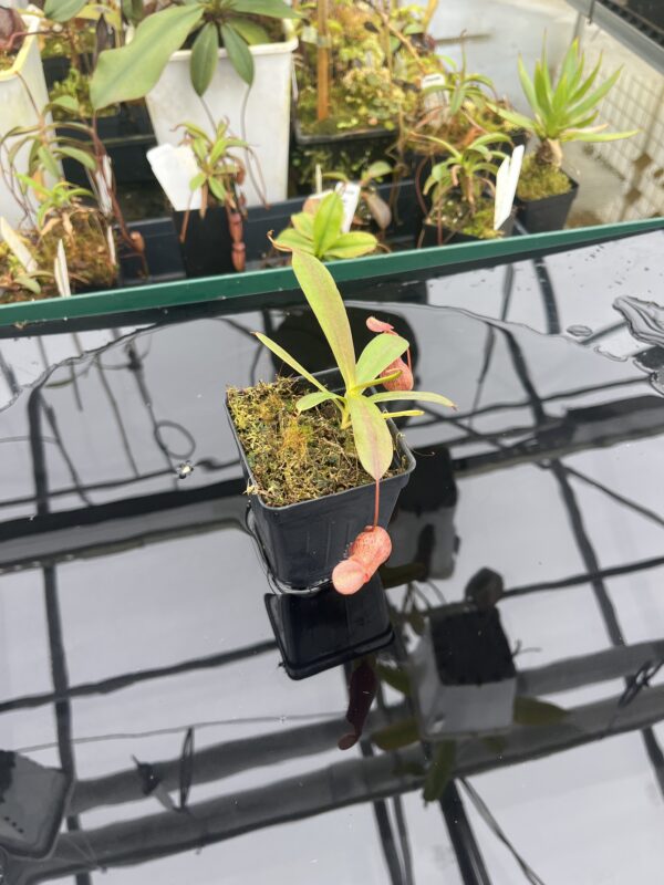 Wide Angle of Nepenthes ventricosa x angasanensis | Exotica Plants | 20919