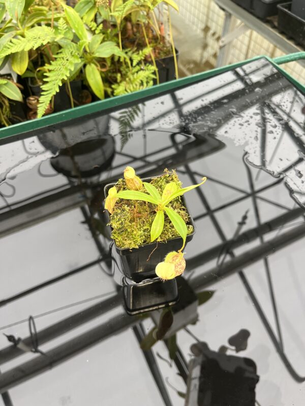 Wide Angle of Nepenthes ventricosa x rafflesiana | Borneo Exotics | BE-3733 | 20823