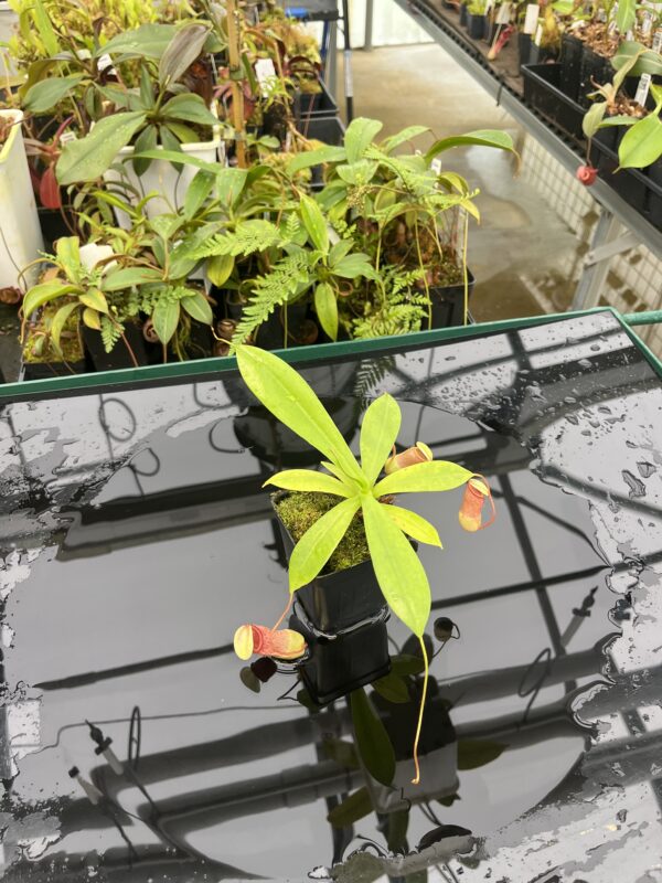 Wide Angle of Nepenthes ventricosa x sibuyanensis | Borneo Exotics | BE-3757 | 20822